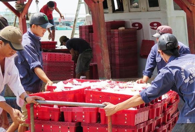 Ngư dân Cà Mau trúng đậm Bốc cá tại Cảng cá Sông Đốc đi các chợ đầu mối.