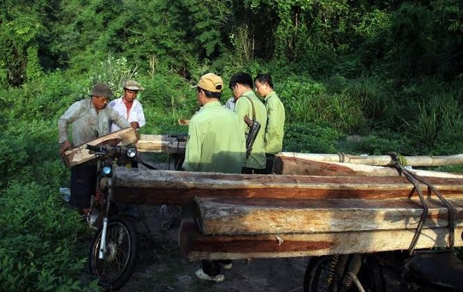 Truy quét 2 nhóm lâm tặc ở rừng sâu Di Linh Xe và gỗ tang vật tịch thu tại tiểu khu 727.