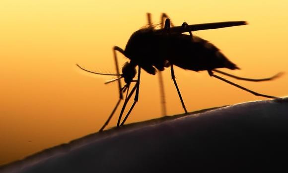 Thêm 2 bệnh nhân nhiễm virus Zika Ảnh minh họa.