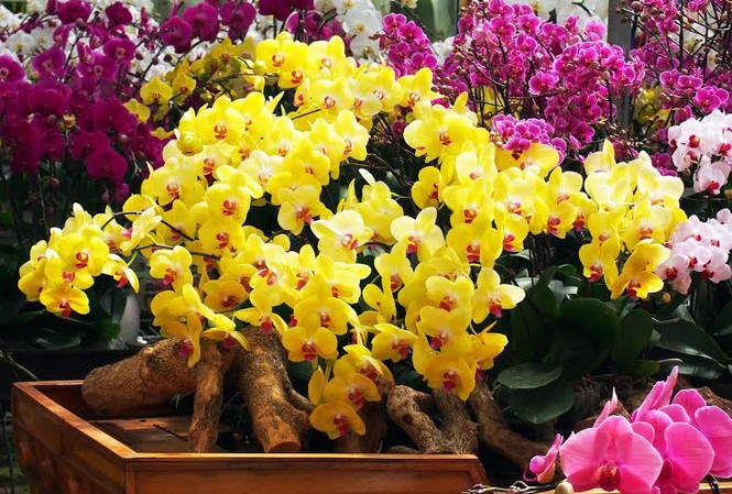 Lan Đà Lạt chưng Tết giá hàng triệu đồng mỗi cành Thuyền hoa hồ điệp.