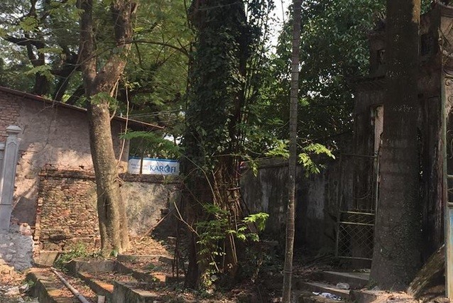 Diễn biến mới nhất vụ cây sưa quý từng được trả giá 100 tỷ đồng Cây sưa có tuổi đời hơn 100 năm ở chùa Phụ Chính. Ảnh: Văn Phú