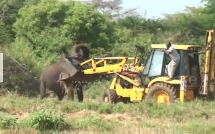 Voi mẹ ‘quyết đấu’ với xe ủi để bảo vệ con mắc kẹt dưới giếng Voi mẹ ‘quyết đấu’ với xe ủi để bảo vệ con mắc kẹt dưới giếng