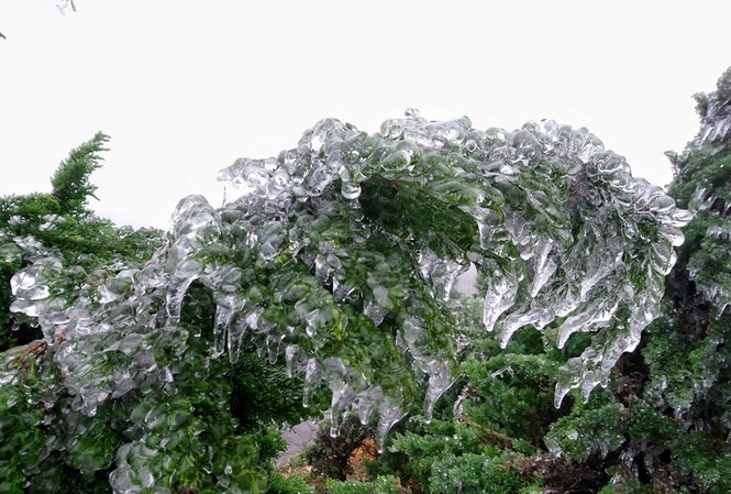 Du khách đổ dồn ngắm nhìn băng tuyết phủ trắng đỉnh Mẫu Sơn Cây cỏ khoác trên mình màu trắng tinh khôi *ảnh: Lăng Huy