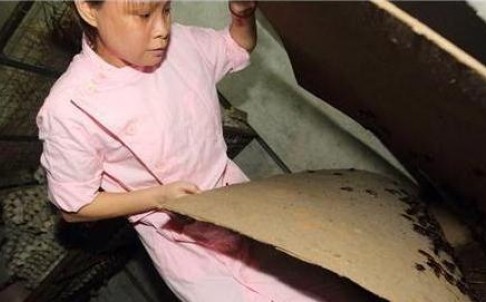 Người phụ nữ nuôi 100.000 con gián như con Người phụ nữ nuôi 100.000 con gián như con