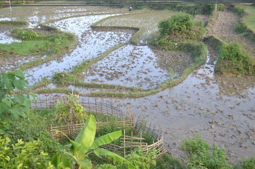 Bí mật vùng tam giác vàng: Giang hồ đẫm máu Khu ruộng trước đây từng cho là nhiều vàng.