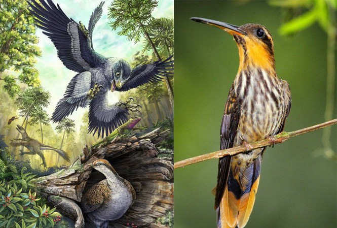 1001 thắc mắc: Vì sao chim không có răng, đậu trên dây điện mà không bị giật? 1001 thắc mắc: Vì sao chim không có răng, đậu trên dây điện mà không bị giật?