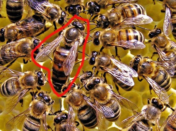 1001 thắc mắc: Tại sao ong thợ lại bị ong chúa tẩy não? 1001 thắc mắc: Tại sao ong thợ lại bị ong chúa tẩy não?