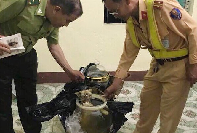 Hổ 'trốn' trong bình thủy tinh, 'đi' xe khách từ Nam ra Bắc Lực lượng chức năng đưa tang vật về CQĐT