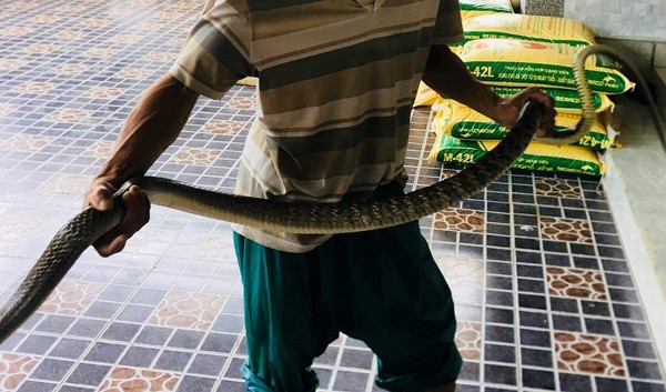 Ngư dân Nghệ An chèo thuyền bắt rắn hổ trâu 'khủng', nặng 3kg Ngư dân Nghệ An chèo thuyền bắt rắn hổ trâu 'khủng', nặng 3kg