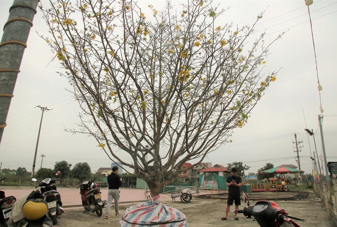 'Cụ mai 'xuống phố được trả giá trăm triệu đồng ở Hà Tĩnh 'Cụ mai 'xuống phố được trả giá trăm triệu đồng ở Hà Tĩnh