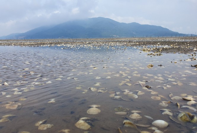 Người dân Hà Tĩnh lao đao vì ngao chết trắng đầm Người dân Hà Tĩnh lao đao vì ngao chết trắng đầm