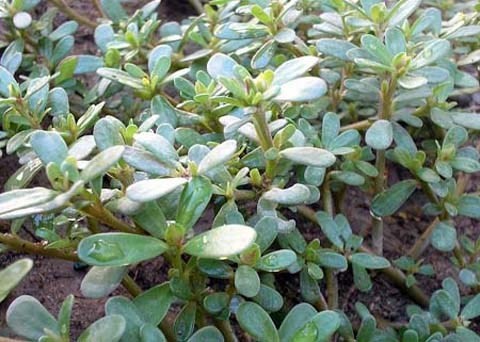 Rau sam giúp thanh nhiệt, giải độc Rau sam giúp thanh nhiệt, giải độc