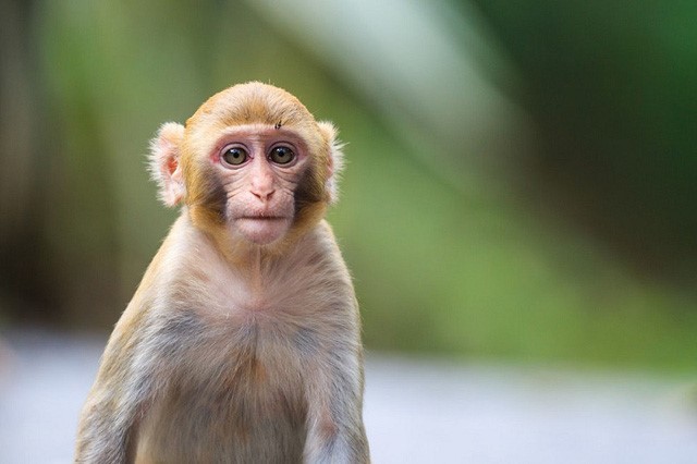 Hi hữu: Cô gái bị khỉ nuôi nhà hàng xóm cắn nát tay Hi hữu: Cô gái bị khỉ nuôi nhà hàng xóm cắn nát tay