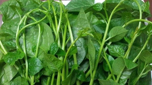 Rau mồng tơi tốt cho sinh lý đàn ông Rau mồng tơi tốt cho sinh lý đàn ông