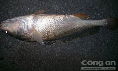 Bắt được cá sủ vàng 3,2 kg ở sông Đồng Nai Con cá sủ vàng bắt được. - Ảnh: Minh Thắng