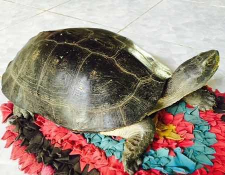 Sự thật về con rùa 'bò lên người để trị bệnh' Con rùa mà nhà bà Nguyễn Thị Thu bắt được sau nhà.
