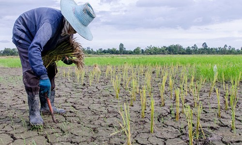 Đông Nam Á lo mất gạo vì El Nino Bộ Nông nghiệp cảnh báo tình trạng khô hạn ở Đồng bằng sông Cửu Long có thể kéo dài cho đến tháng 6 hoặc thậm chí vào cuối năm nay. Ảnh: Rappler