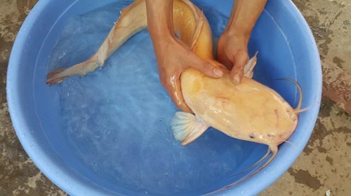 Cá trê vàng mắc lưới nông dân Ninh Bình Con cá trê màu vàng mắc lưới nông dân Ninh Bình. Ảnh: N.D.