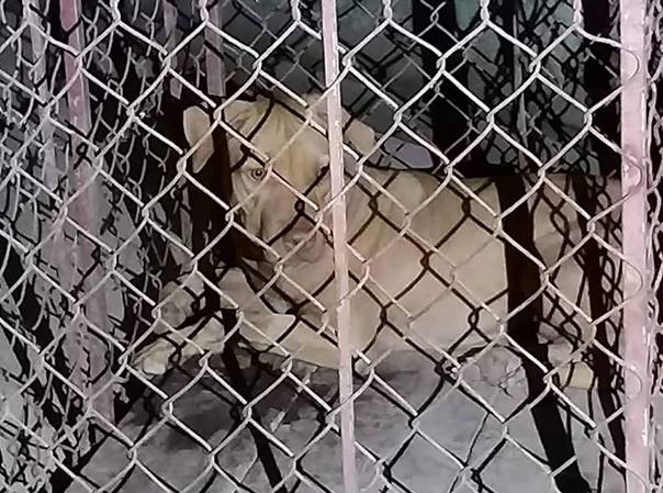 Nữ lao công bị chó cắn nguy kịch Nữ lao công bị chó cắn nguy kịch