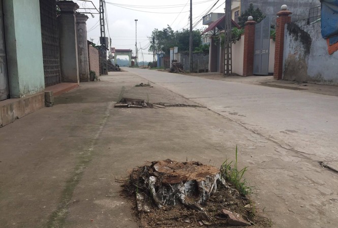Chặt cây xanh đòi lại vỉa hè: Hành động phản cảm, phải làm kiểm điểm Nhiều cây xanh bị chặt hạ trong chiến dịch lập lại trật tự vỉa hè, lòng đường