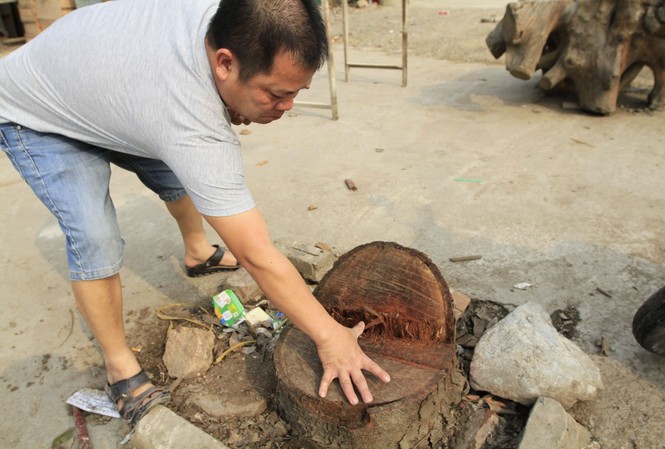 Chặt cây...đòi vỉa hè ở Thạch Thất: Không theo luật lệ nào? Chặt cây...đòi vỉa hè ở Thạch Thất: Không theo luật lệ nào?
