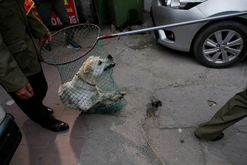 Hà Nội: Đề nghị công an đi cùng tổ đội bắt chó thả rông Hà Nội: Đề nghị công an đi cùng tổ đội bắt chó thả rông