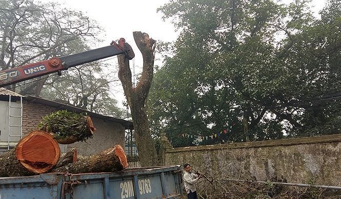 Lô gỗ sưa 'trăm tỷ' ở Hà Nội được định giá khởi điểm thế nào? Lô gỗ sưa 'trăm tỷ' ở Hà Nội được định giá khởi điểm thế nào?
