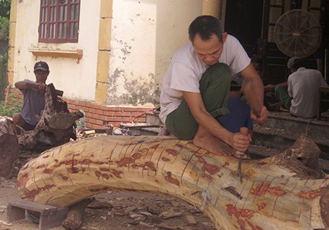 Không có người mua hồ sơ, kế hoạch đấu giá lô gỗ sưa 'trăm tỷ' thất bại Người dân đẽo vỏ gỗ sưa để chuẩn bị đấu giá lần 2. Ảnh: PV