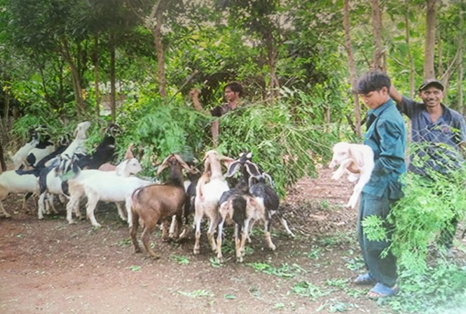Nhiều mô hình dự án xóa đói giảm nghèo bền vững ở Tây Nguyên Nhiều mô hình dự án xóa đói giảm nghèo bền vững ở Tây Nguyên