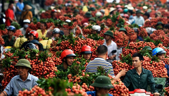 Vải Thanh Hà Quốc lộ 31 chạy xuyên qua vựa vải Lục Ngạn (Bắc Giang) thường xuyên tắc nghẽn vì xe tải, xe thồ chở vải quá đông. Ảnh: Nguyễn Đoàn