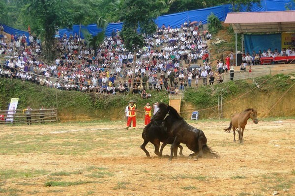 Chọi ngựa độc đáo ở Hà Giang Trong mỗi trận đấu ngựa gái xinh đẹp được cho vào sân để khích lệ các đấu sỹ.