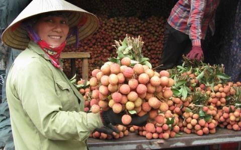 Vải thiều Lục Ngạn có thể xuất sang Nhật Bản, châu Âu Vải thiều Lục Ngạn có thể xuất sang Nhật Bản, châu Âu