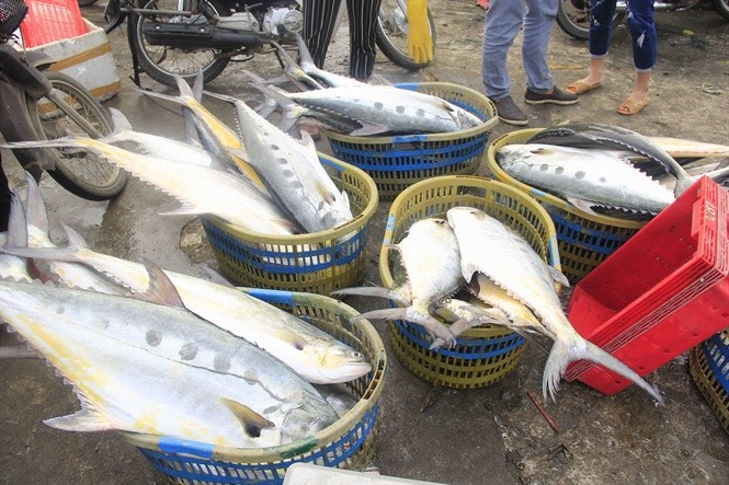 Lần đầu tiên một ngư dân trúng đậm mẻ cá bè vàng 150 tấn Mẻ cá bè vàng đang được tập kết vào bờ. ẢNH: H. HÙNG