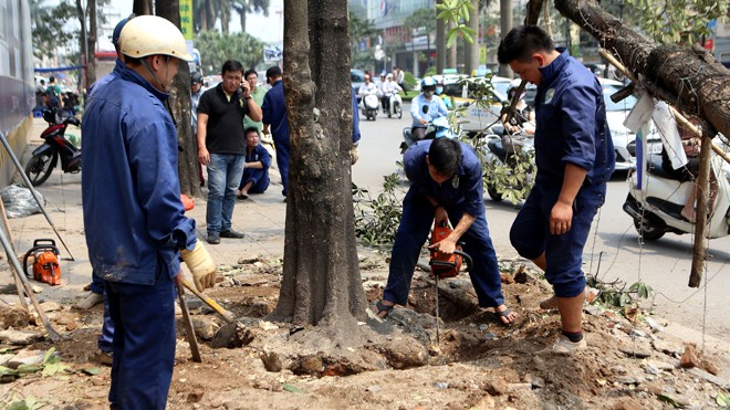 Vụ chặt cây xanh: Kiểm điểm lãnh đạo sở, đình chỉ hàng loạt cán bộ Vụ chặt cây xanh: Kiểm điểm lãnh đạo sở, đình chỉ hàng loạt cán bộ