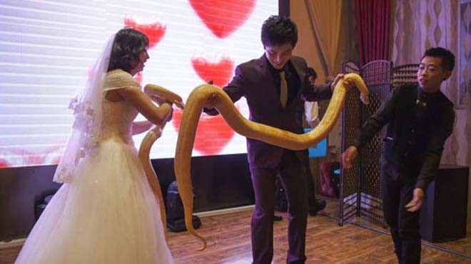 Cô dâu chú rể tặng nhau 2 con trăn trong ngày cưới Cô dâu chú rể trao nhau trăn vàng thay cho quà cưới. Ảnh: Chinanews.