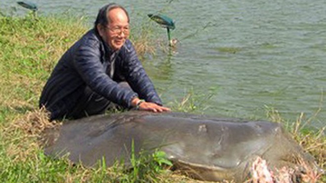 Bảo quản, chế tác cụ rùa chậm hơn 1 năm so với dự kiến Cụ rùa Hồ Gươm lúc sống.
