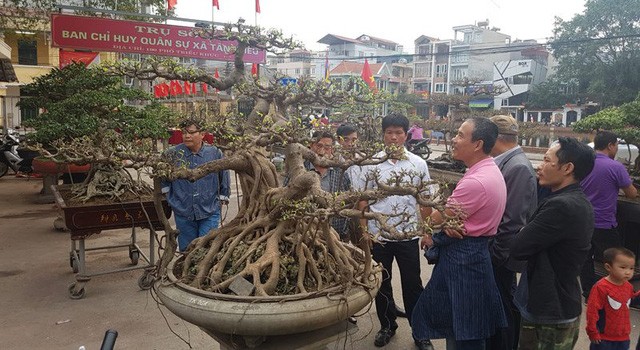 Cuộc đọ cây tiền tỷ của dân làng Triều Khúc Siêu cây tiền tỷ ở làng Triều Khúc