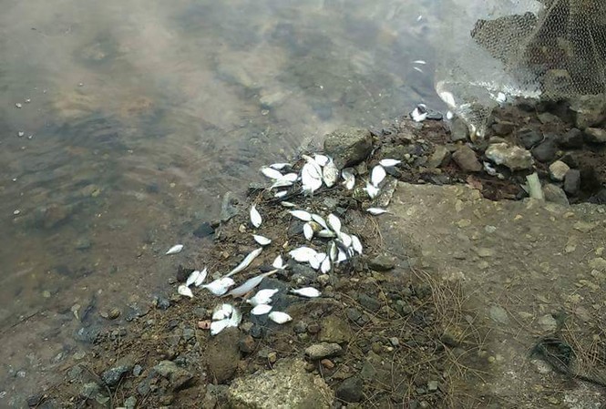 Vệt nước vàng hôi tanh tại vịnh Chân Mây chưa tan sau 3 ngày Cá chết dạt vào bờ biển, lạch sông tại vùng Chân Mây sau khi mặt biển xuất hiện vệt nước vàng đục hôi thối kéo dài nhiều ngày.