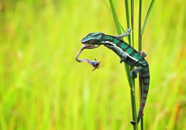 1001 thắc mắc: Dù không có nọc độc, sao tắc kè vẫn là sát thủ đáng gờm? Lưỡi của tắc kè có thể đạt vận tốc gần 100 km/h chỉ sau 1/100 giây