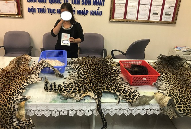 Người phụ nữ mang 3 bộ da báo gấm, 4kg ngà voi vào Việt Nam Ba bộ gia của loài báo nằm trong sách đỏ.