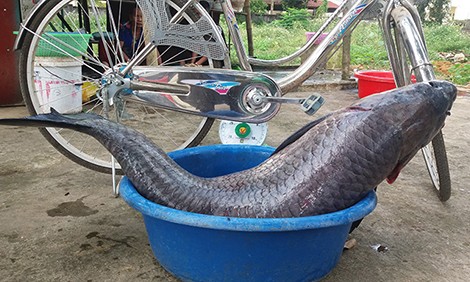 Cá trắm nặng 33 kg mắc lưới ngư dân Thanh Hoá Con cá dài gần bằng chiếc xe đạp. Ảnh: Lam Sơn.