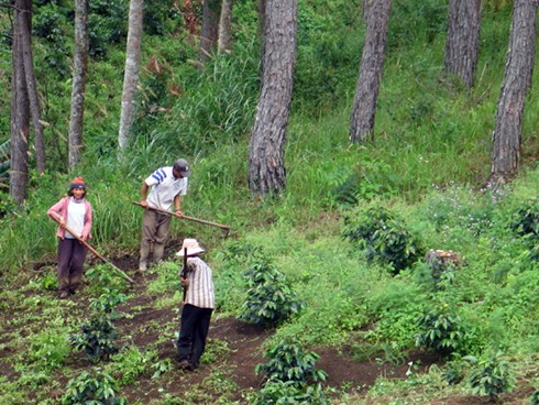 Xâm hại rừng nghiêm trọng do có sự dung túng, bao che Rừng thông bị lấn chiếm, chặt hạ dần để trồng cà phê.