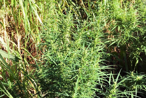 Trồng cần sa xen lẫn trong vườn cà phê ở Lâm Đồng Cây cần sa trồng trong vườn của gia đình bà Hà