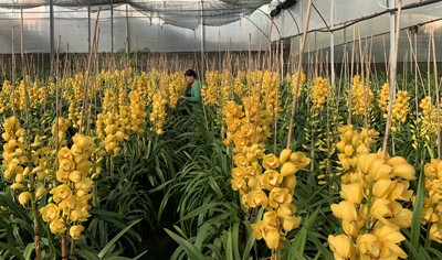 Địa lan Đà Lạt nở trước Tết, nông dân đứng ngồi không yên Địa lan Đà Lạt nở trước Tết, nông dân đứng ngồi không yên