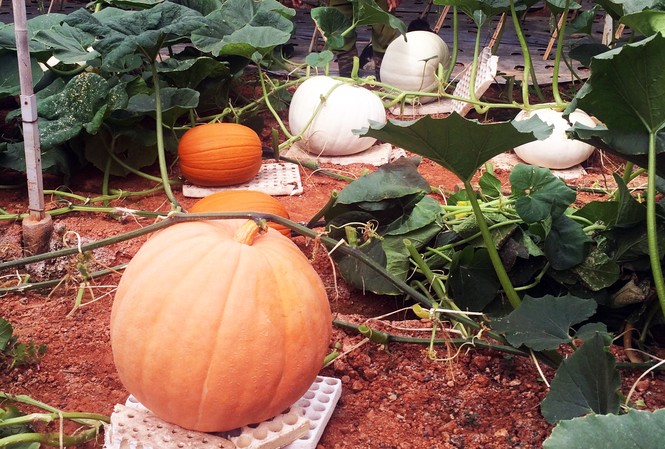 Những vườn bí ngô khổng lồ hút khách mùa Hallowen Bí ngô khổng lồ ở Đà Lạt