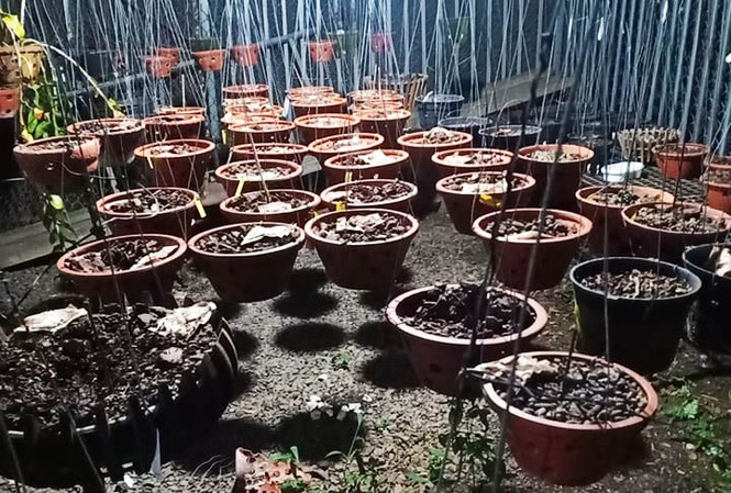 Kẻ gian bẻ khóa trộm 150 giò phong lan tiền tỷ, khổ chủ ngất xỉu Kẻ trộm nhổ các giò lan đột biến trong chậu để tiện mang đi