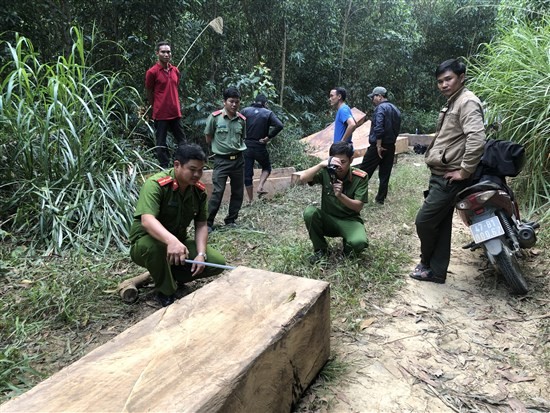 Ngang nhiên vào rừng đốn hạ 10 cây gỗ sau cú điện thoại 'đặt hàng' Hiện trường vụ án hủy hoại rừng