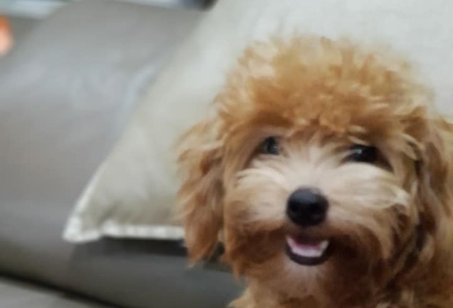 Cả nhà thoát nạn ở vụ cháy chung cư Carina nhờ chú chó giống Poodle Chú chó cứu mạng cả gia đình trong vụ cháy chung cư Carina Plaza. Ảnh: NVCC