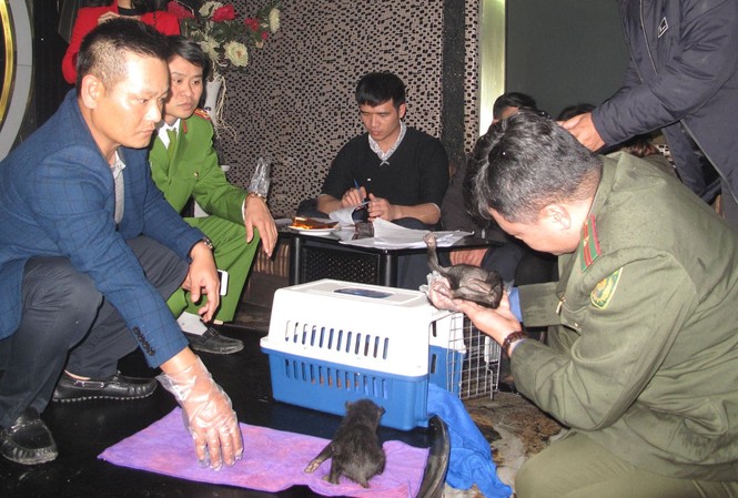 Mang gấu ra quán cà phê để mua bán thì bị bắt Mang gấu ra quán cà phê để mua bán thì bị bắt