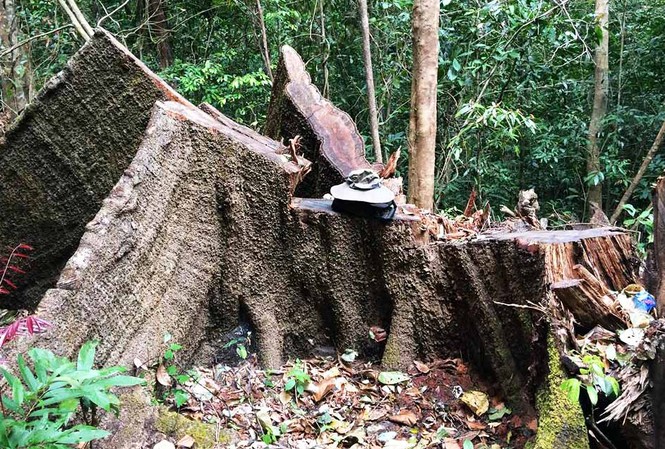 Gỗ lậu Gia Lai vẫn 'nóng' sau lệnh đóng cửa rừng Thân gỗ “khủng” nằm ngoài hồ sơ kiểm đếm của ngành chức năng